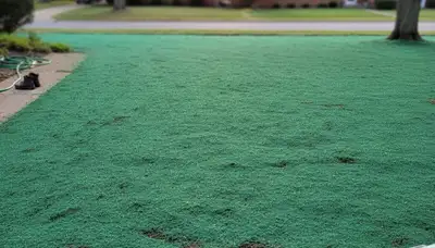 Fresh hydroseeding application on prepared soil by Chop Chop Landscaping in Dayton, OH
