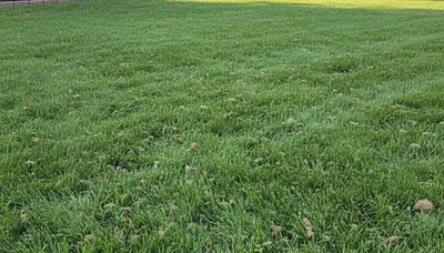 Dayton OH lawn recovering after professional aeration by Chop Chop Landscaping showing greener, denser turf