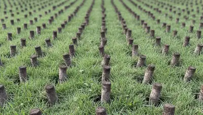 Close-up of soil core plugs from lawn aeration service in Dayton, OH by Chop Chop Landscaping