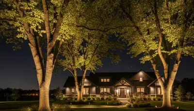 Mature trees with night uplighting by Chop Chop Landscaping in Dayton, OH enhancing landscape design